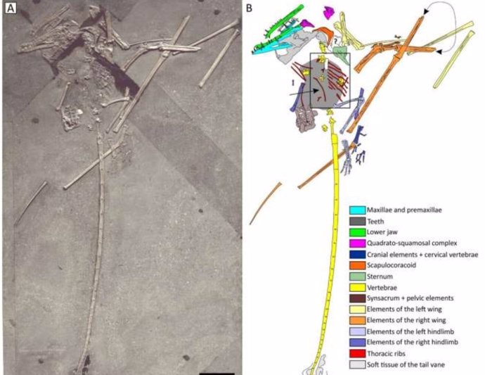 Holotipo de Campylognathoides zitteli con contenido intestinal belemnoide