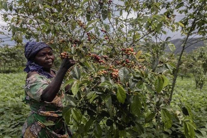 Archivo - Cafetales en el RD Congo