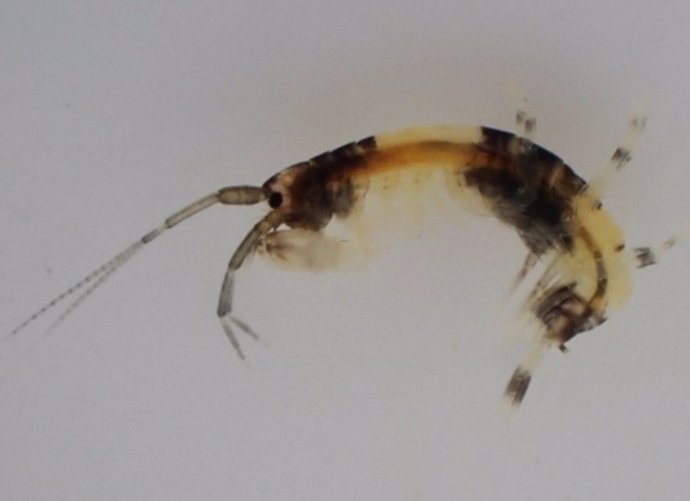 Una nueva especie de anfípodo con un patrón panda único fue encontrada en la zona intermareal de la costa japonesa.