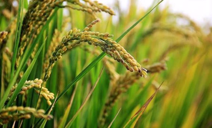 El proyecto BNF Cereals pretende diseñar un arroz que obtenga nitrógeno del aire en lugar de a través de fertilizantes sintéticos.