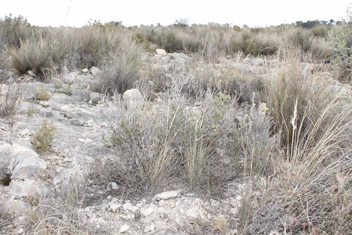 Los patrones de coexistencia en comunidades bien muestreadas como la de Petrer ayudan a entender, gracias a la IA, la coexistencia de plantas en comunidades. :