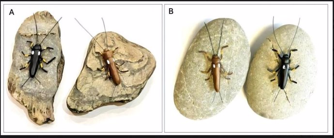 Modelos emparejados de arcilla Zelandoperla negra y marrón (longitud del cuerpo 25 mm) adheridos a adoquines de río de esquisto (A) y grauvaca (B).