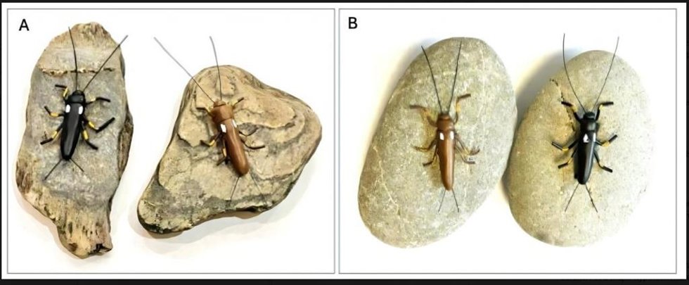 Modelos emparejados de arcilla Zelandoperla negra y marrón (longitud del cuerpo ~25 mm) adheridos a adoquines de río de esquisto (A) y grauvaca (B).