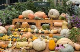 El Jardín Botánico expone su colección de calabazas, que van "más allá de la fiesta de Halloweeen".