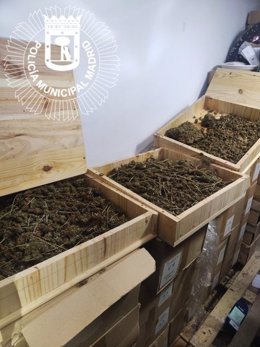 Policía descubre más de 100 plantas de marihuana y un kilo de cogollos al ejecutar un desahucio en Vallecas