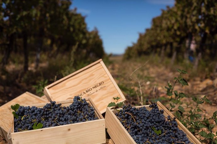 Vendimia de Finca Río Negro