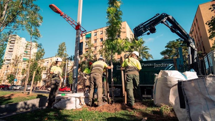 Personal del Institut Municipal de Parcs i Jardins empiezan con la plantación de árboles en la ciudad.