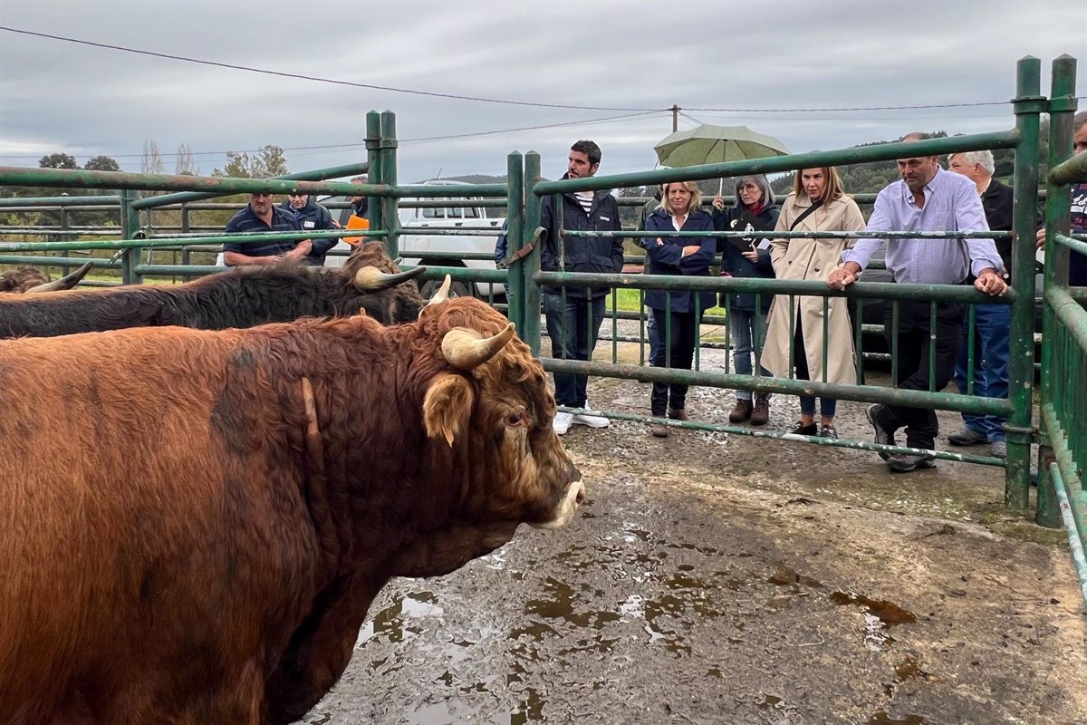 Seleccionados los mejores ejemplares de semental de las razas Monchina y Tudanca para la Consejería