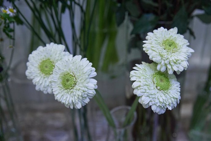 Archivo - Varias flores de crisantemo en una floristería, a 29 de octubre de 2023.