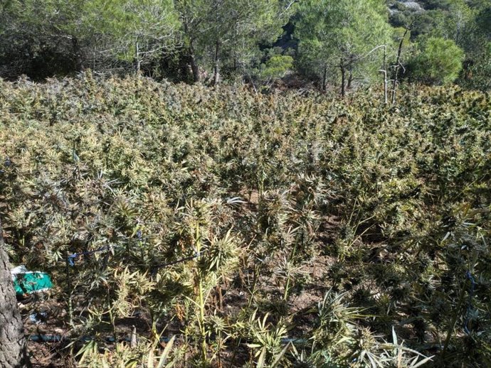 Una de las plantaciones desmanteladas por los Mossos d'Esquadra