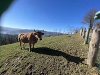 Un hombre de 63 años muere en Guadalix de la Sierra tras ser corneado por una vaca