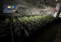Incautadas 501 plantas de marihuana tras desmantelar tres laboratorios de cannabis en viviendas de Vélez-Málaga