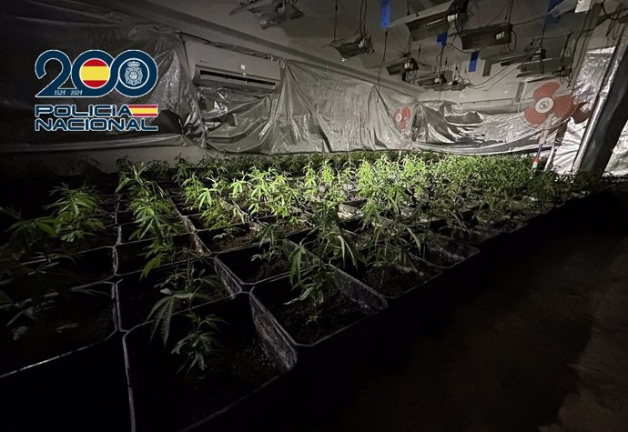 Plantas de marihuana intervenidas en una operación policial