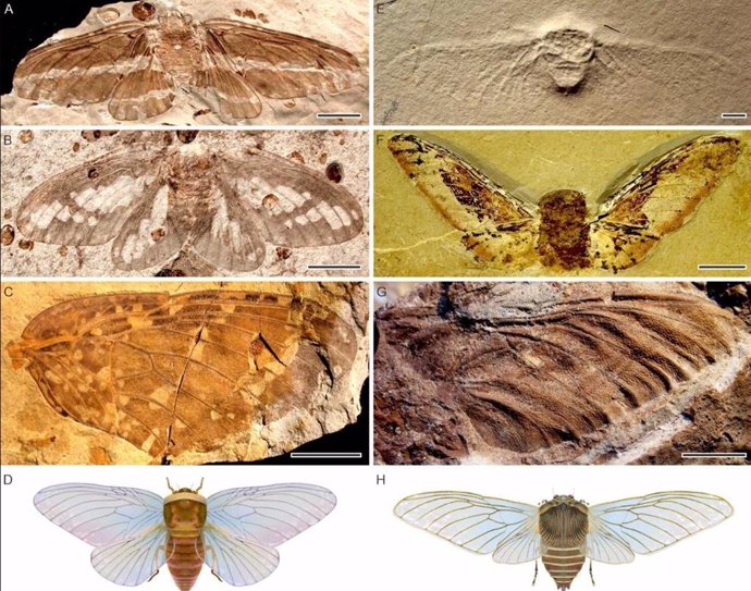 Representantes de Palaeontinidae tempranos (A-D) y tardíos (E-H).