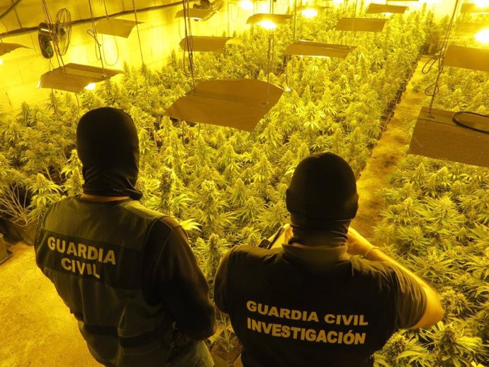 Archivo - Centro de producción de marihuana en imagen de archivo