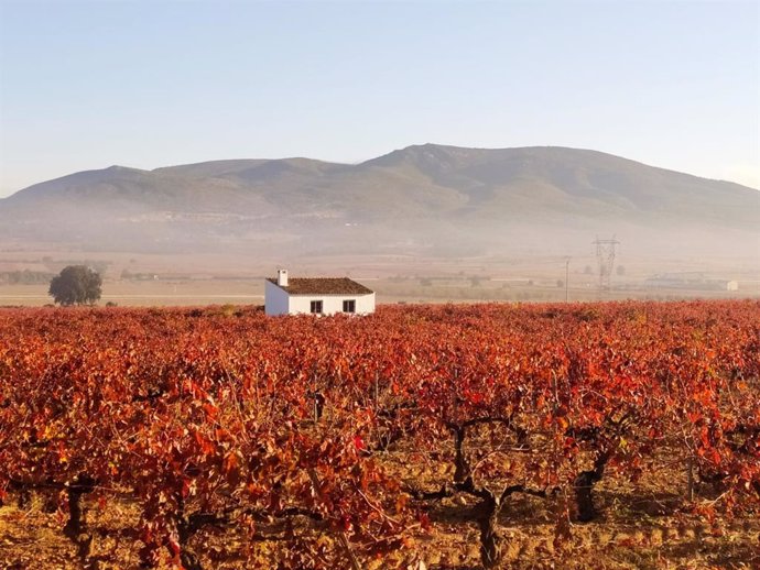 Archivo - Campo de viñedo