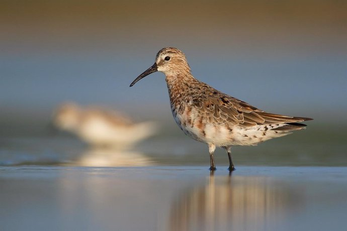 Un nuevo informe revela la caída en picado de las poblaciones de aves limícolas migratorias en todo el mundo.