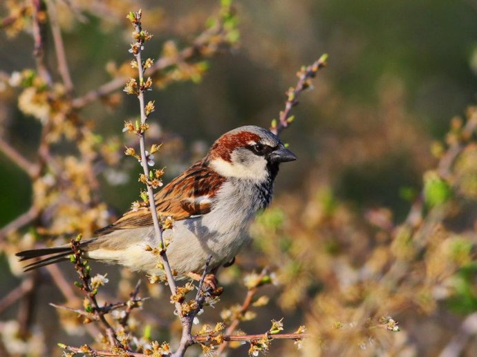 Archivo - Las poblaciones de gorrión común en España ha descendido casi un 20% desde que SEO/BirdLife comenzó a registrar datos en 1998