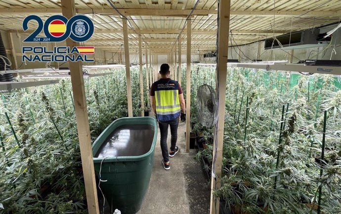 Imagen de la plantación en la nave de Alzira