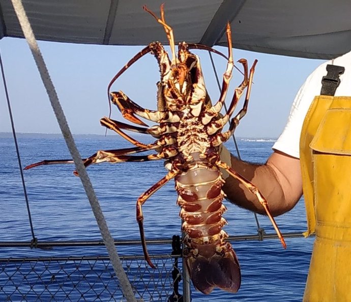 Pescador con un ejemplar de langosta común.