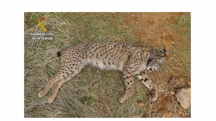 El lince ibérico 'Salteado' tras ser abatido por un cazador en Villamanrique.