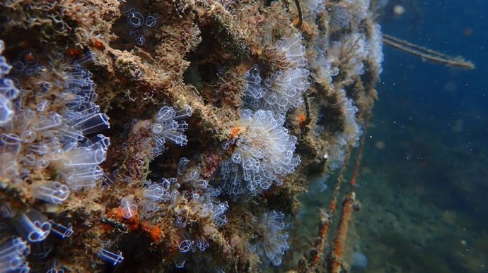 Baleària y Marina Dénia instalarán microarrecifes para restaurar la biodiversidad marina.