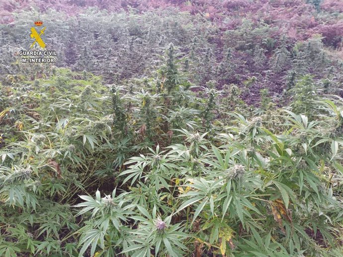 Marihuana plantada en Llanera.