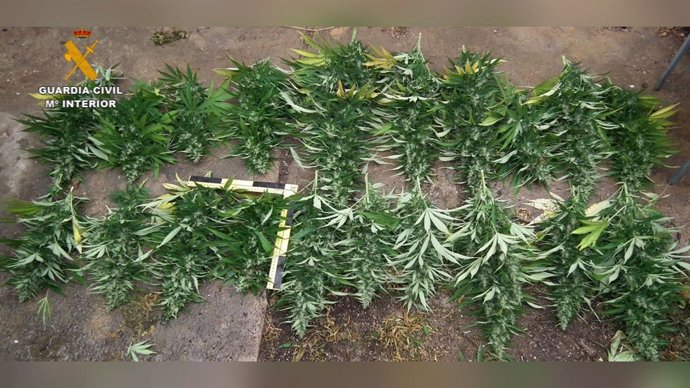 Marihuana incautada de una vivienda de Paymogo (Huelva).