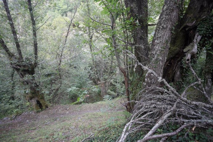 Archivo - Un bosque de castaños, en la Ribeira Sacra, a 1 de octubre de 2021, en Ferreiros de Abaixo, O Courel, Lugo, Galicia, (España).