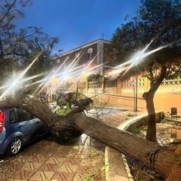 Caída de un árbol en Benifaió (Valencia)