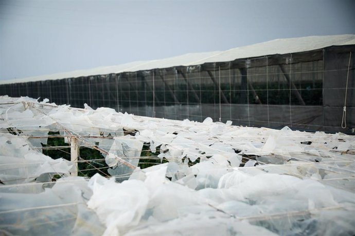 Efectos del temporal en un invernadero en El Ejido. A 29 de octubre de 2024, en El Ejido, Almería (Andalucía, España).