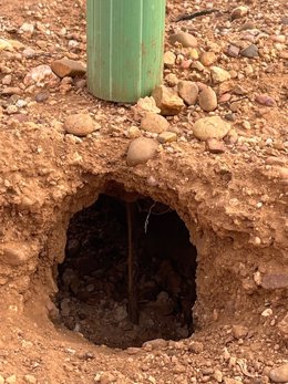 Asaja Valladolid alerta de daños irreparables en viñedos centenarios de la DO Cigales a causa de la plaga de conejos.