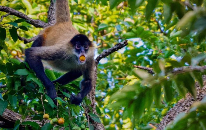 Un mono araña alimentándose de frutos de spondia mombin.