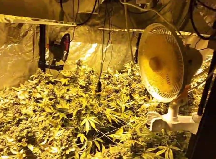 Imagen de plantas de marihuana.