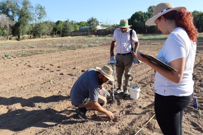 Los investigadores enterraron pedazos de plástico de diferentes tamaños a 8 centímetros de profundidad y en la superficie de una parcela agrícola experimental del IAS-CSIC en Córdoba.