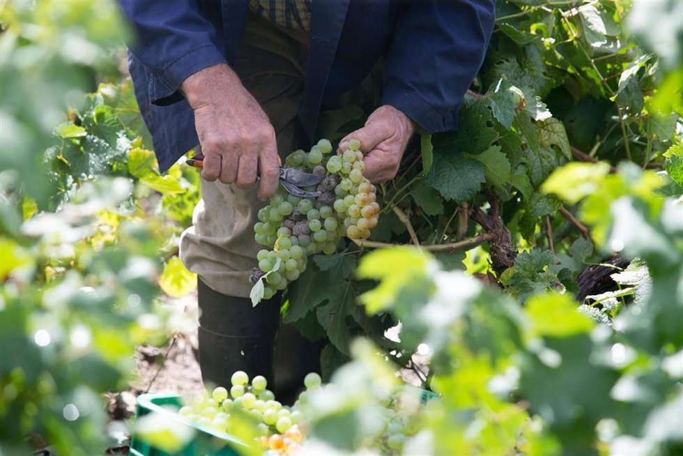 Archivo - Uvas