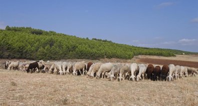 Castilla-La Mancha