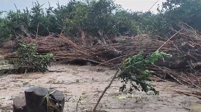 Cauce del río con cañas.