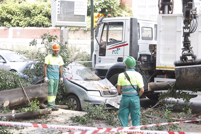 Archivo - Últimos coletazos del temporal Dana en la provincia. Operarios de Parques y Jardines realizan labores de recogida del emblemático árbol Ficus del Paseo de Rending derribado por el Dana.