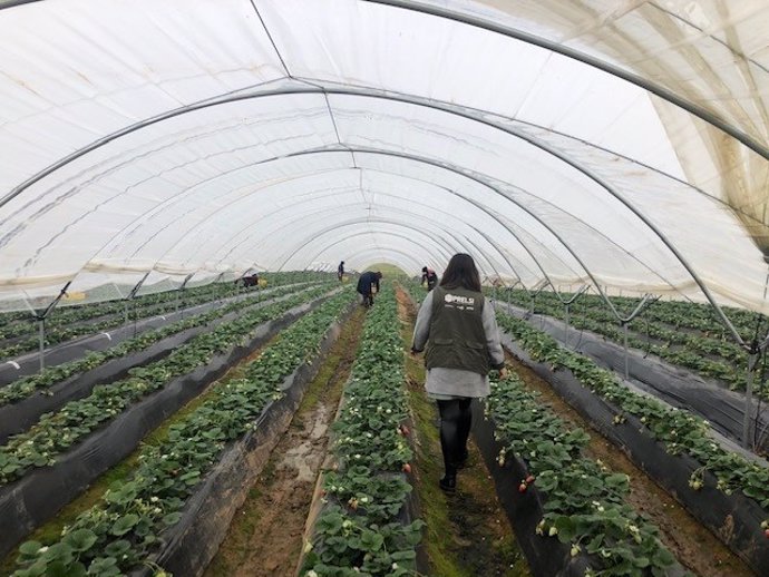 Trabajadora del Prelsi en una explotación agraria de Huelva.