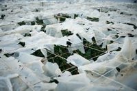 Andalucía evalúa ya daños "provincia a provincia" y garantiza "ayudas urgentes" para atender emergencias