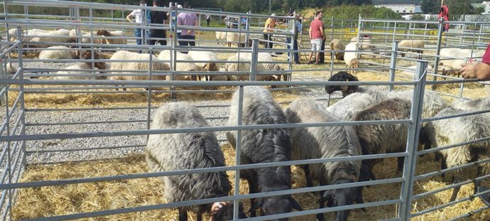 Feria ganadera.