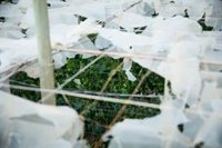 La Junta calcula más de 6.260 hectáreas con daños por la DANA en cultivos de Almería y Málaga