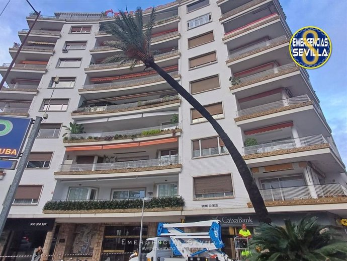 Imagen del estado de la palmera de la Plaza de Cuba antes de su tala