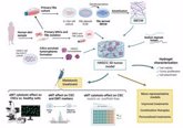 Foto: Desarrollan modelos 3D de tumores para poner a prueba tratamientos y fármacos contra el cáncer