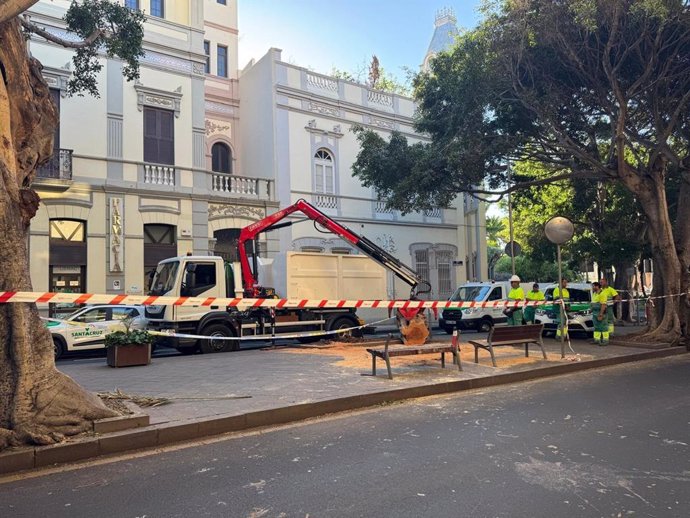 Los servicios de seguridad y emergencias, bomberos y Policía Local de Santa Cruz de Tenerife, coordinados con los técnicos de Servicios Públicos, trabajan en la retirada de un árbol en la Avenida 25 de Julio