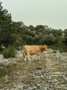 Una vaca en Álava