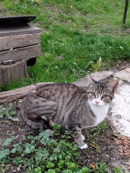 Denuncian la colocación de lazos de acero en Barruelo (Palencia) contra animales.