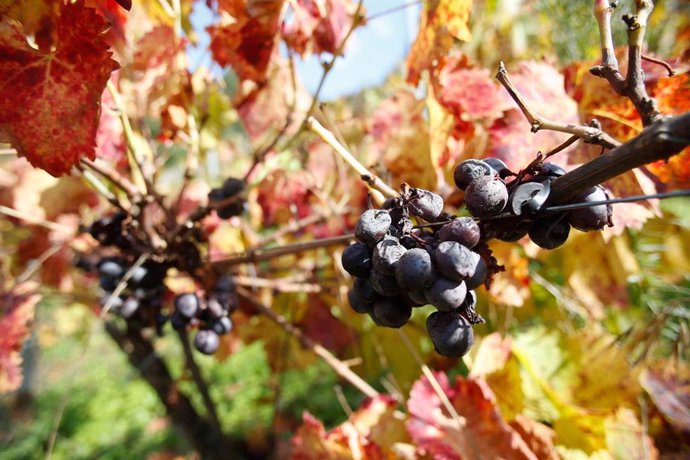 Racimo de uvas en una vid, a 1 de noviembre de 2024, en Sober, Lugo, Galicia (España). La falta de mano de obra para hacer la recolección de las manzanas y las uvas en la provincia de Lugo ha provocado que más de 600.000 kilos de fruta queden sin recoger.