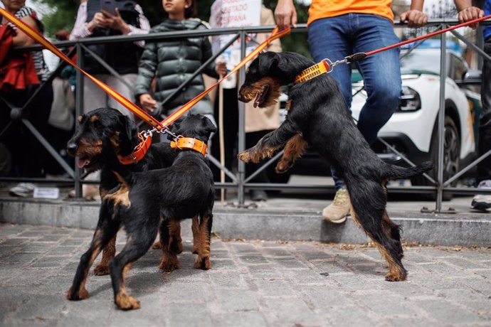 Archivo - Dos perros de caza Jagd Terrier en la manifestación por la defensa del territorio rural y el sector primario.